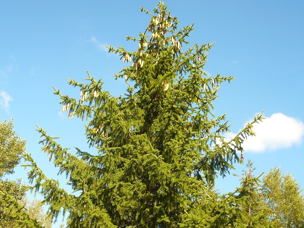 Picea abies subsp. abies (Pinaceae)